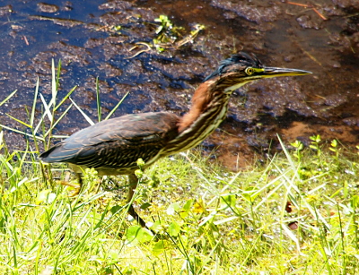[Heron is walking from left to right in the foreground grass beside the water. The vegetation hides most of the legs, but the rust feathers on the back of its neck are fluffed and the white stripes on the neck are visible. The dark blue feathers on the top of its head are also a bit fluffed, although not as soft-looking as the ones on the neck.]